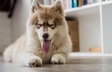 CC0 Public Domain via Pexels