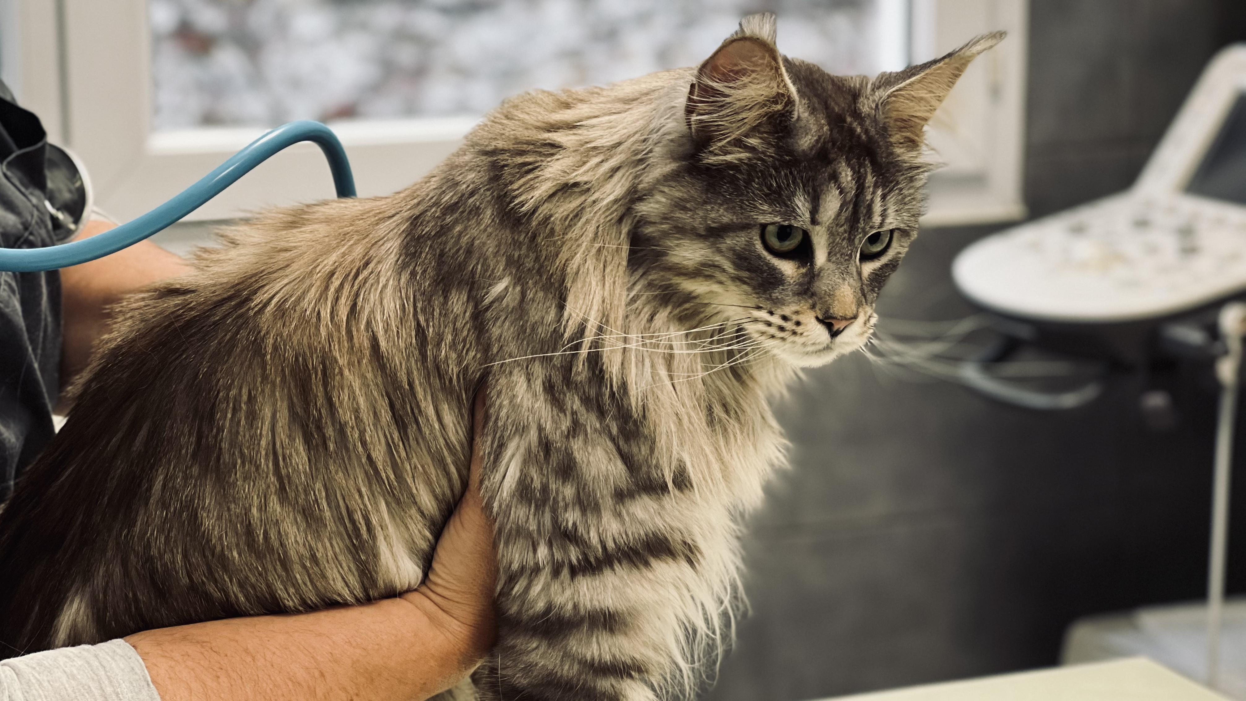 La santé et le bien être de votre animal sont nos priorités.